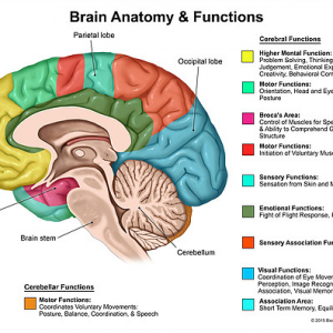 Functional Areas of the Brain